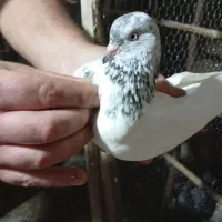 کبوتر یا کفتر