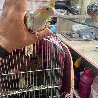 جوجه عروس هلندی۲۰ روزه