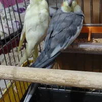عروس هلندی