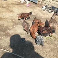 جوجه شوروی|حیوانات مزرعه|نیمروز, |دیوار