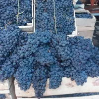 انگورسیاه شانی سردشت(دیمی)قزوینی|خوردنی و آشامیدنی|شیراز, دکتر حسابی|دیوار
