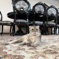 گربه اسکاتیش