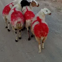 چهار عدد میش درگ آبستن مایه دار به فروش میرسد