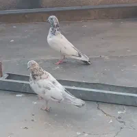 کبوتردونه 200مقطوع