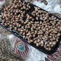 200 عدد بچه حلزون البینو