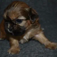 توله شیتزوکراس|سگ|شیراز, باغ تخت|دیوار