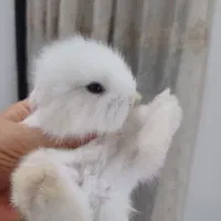 تعدادی بچه خرگوش لوپ ومینیاتوری تربیت شده|موش و خرگوش|مشهد, کارگران|دیوار