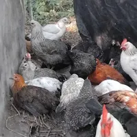 اردک اسراییلی جوجه پنج ماه وبوقلمون پنج ماه|حیوانات مزرعه|رضوانشهر, |دیوار