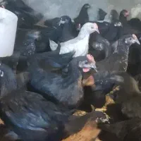 جوجه گلپایگان مرغ محلی خروس سیاه تاقچه رسمی جهادی|حیوانات مزرعه|مشهد, وکیل‌آباد|دیوار
