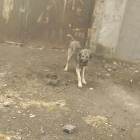 واگذاری سراب نر ۱۸ ماهه