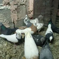 کبوتر  سالم پرشی