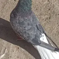 سرور دم سفید نر.   بزن