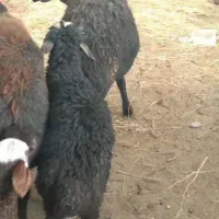 گوسفند بره دار