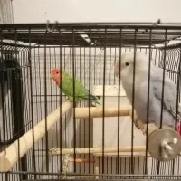 یک جفت کوتوله نر و ماده