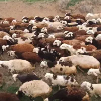 بره قوچ