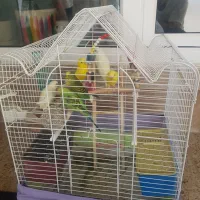 مرغ عشق های بسیار  زیبا در انواع رنگ