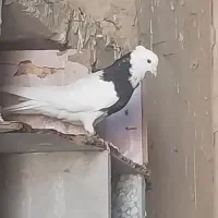 کبوتر طوقی سیاه