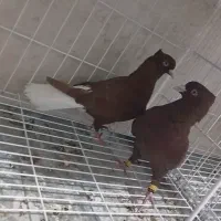 جفت یال شهری،سرخ دم سفید درجه یک