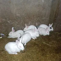 خرگوش بالغ