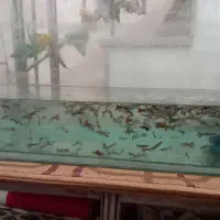 ماهی کپی|ماهی|قم, نوبهار|دیوار