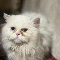 گربه پرشین سوپر فلت  اصیل نر چشم آبی