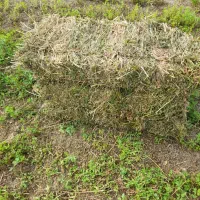 یونجه