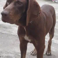 سگ گمشده|حیوانات|لاهیجان, لیل|دیوار