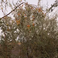 نهال سنجد حاج حسین|خدمات باغبانی و درختکاری|آذرشهر, |دیوار