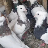 طوقی