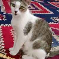 سه راه خرمشهر ،ملاشیه خ 18