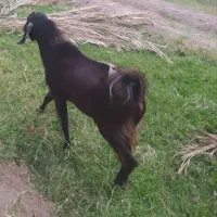 گوسفند نر