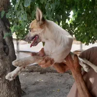 سگ خانگی
