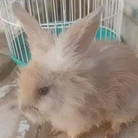 خرگوش لوپی خونگی
