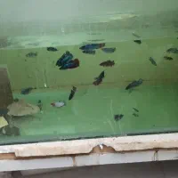 ماهی فایتر|ماهی|شاهین‌شهر, گرگاب|دیوار