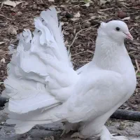 کبوتر زینتی دم چتری سفید مهر پا پر