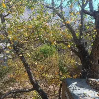 باغ قدیمی ده بالا