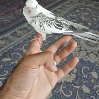 عروس هلندی البینو