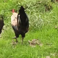 خروس‌ گلین‌ لری‌ اصل‌ و‌ خروس‌ گلپایگانی،بلک‌استار|حیوانات مزرعه|رضوانشهر, |دیوار