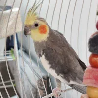 عروس هلندی نر