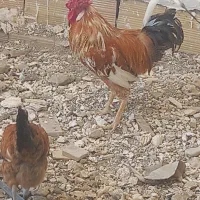خروس دورگه رنگ خاص