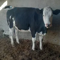 تلیسه آبستن سنگین