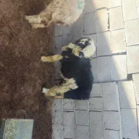 بره نر قوچی|حیوانات مزرعه|حسن آباد, |دیوار