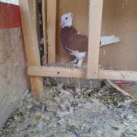 کفتر و کبوتر پرشی|پرنده|محمدشهر, عباس آباد|دیوار