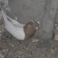 کبوتر سینهای