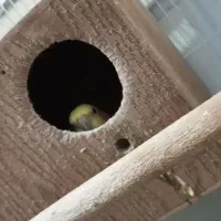 سلام ی جفت عروس هلندی واگذاری