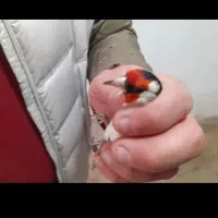 سهره دو عدد قیره