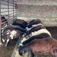 بره چاق و پای پروار ۳۹۵