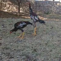 جوجه لاری خروس