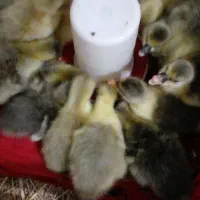 جوجه غاز محلی زیر پر در اومدن خیلی سرحال