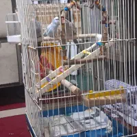 یه جفت عروس هلندی ویک عدد مرغ عشق|پرنده|تهران, زرگنده|دیوار